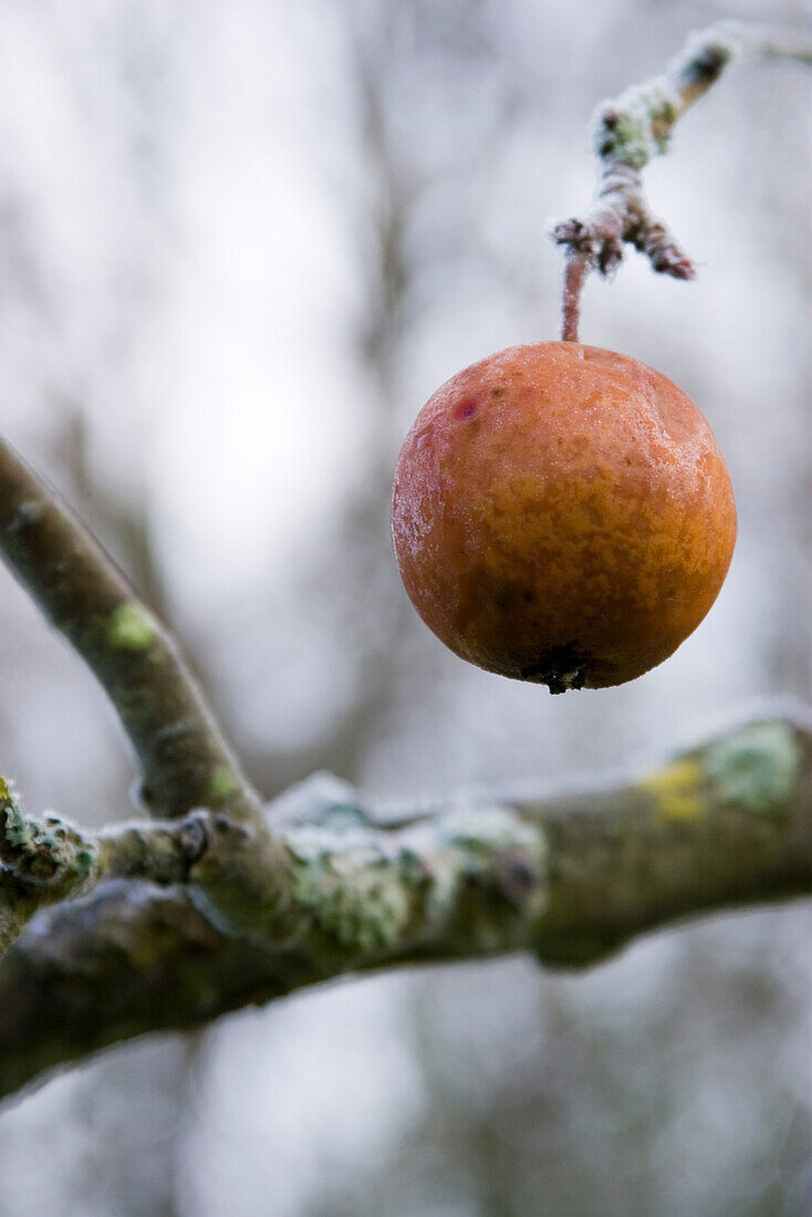 Apple hanging from frost covered branch
