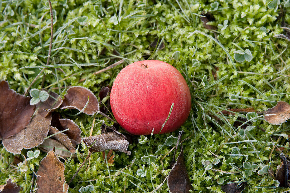 Frost covered apple resting on the ground