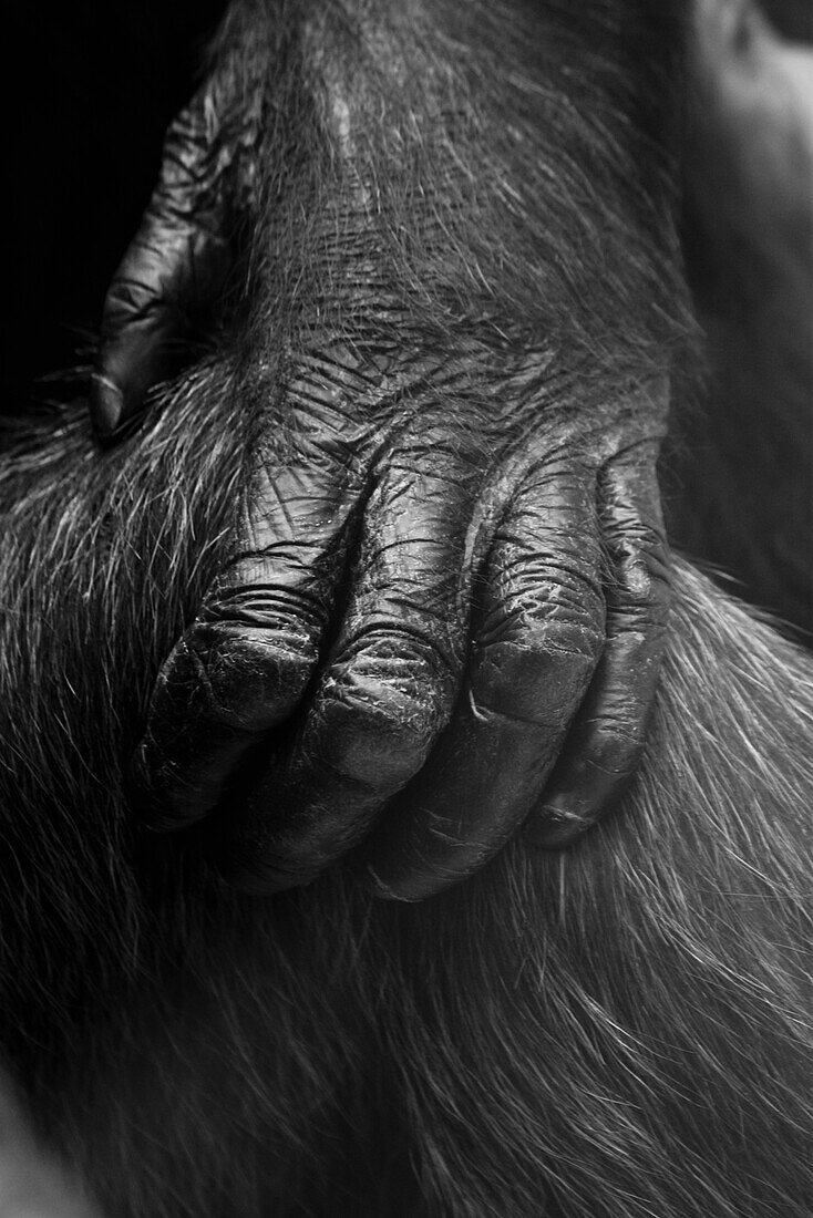 Close-up of gorilla's hand