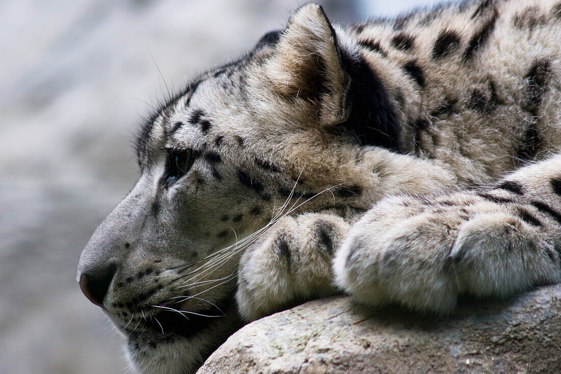 Leopard resting, close-up