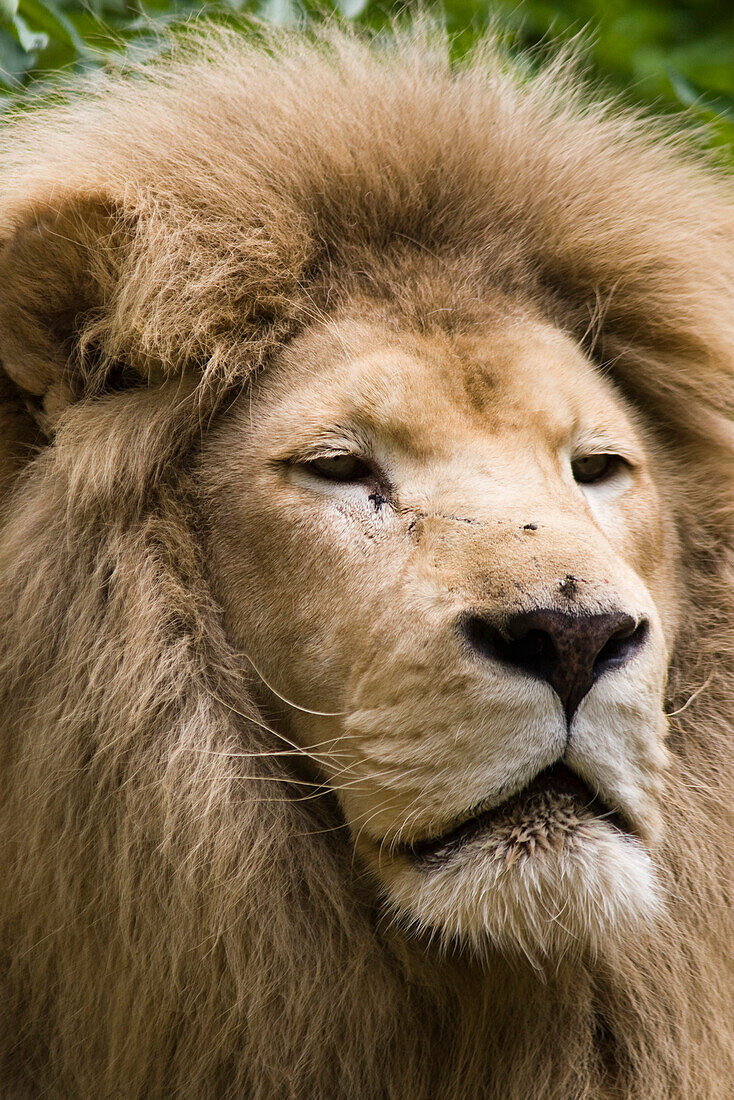 Lion, portrait