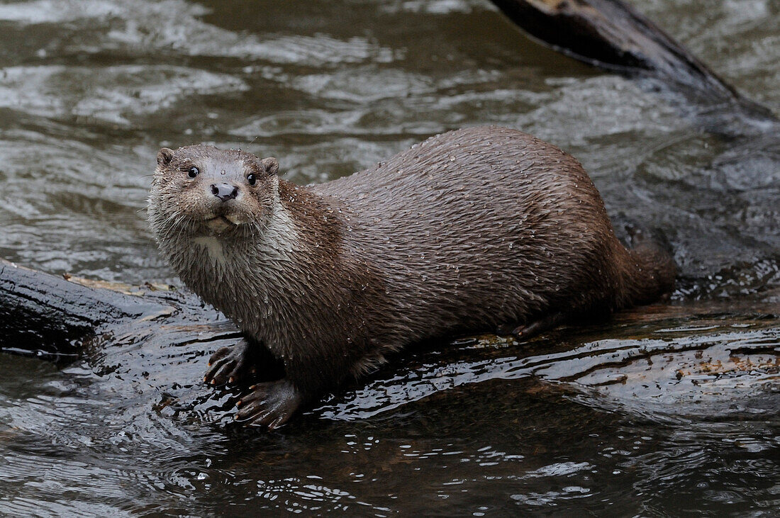 Germany, Bavarian forest national park, eurasian otter (Lutra L. lutra)