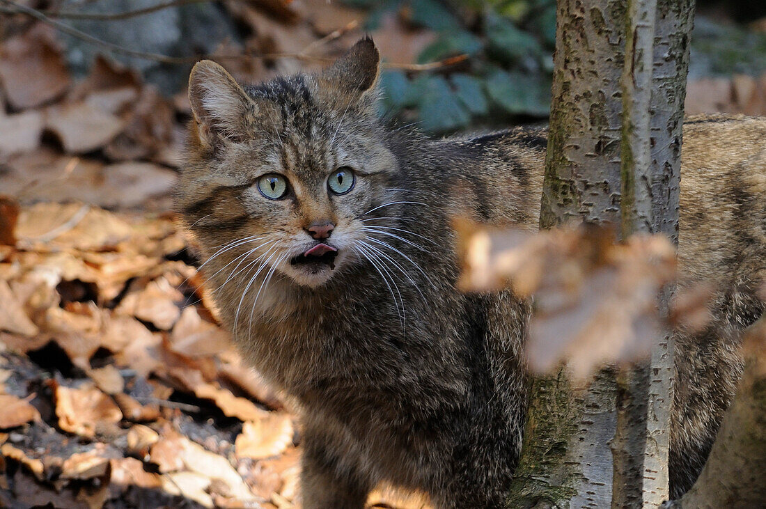Germany, Bavarian forest national park, wildcat (Felis sylvestris)