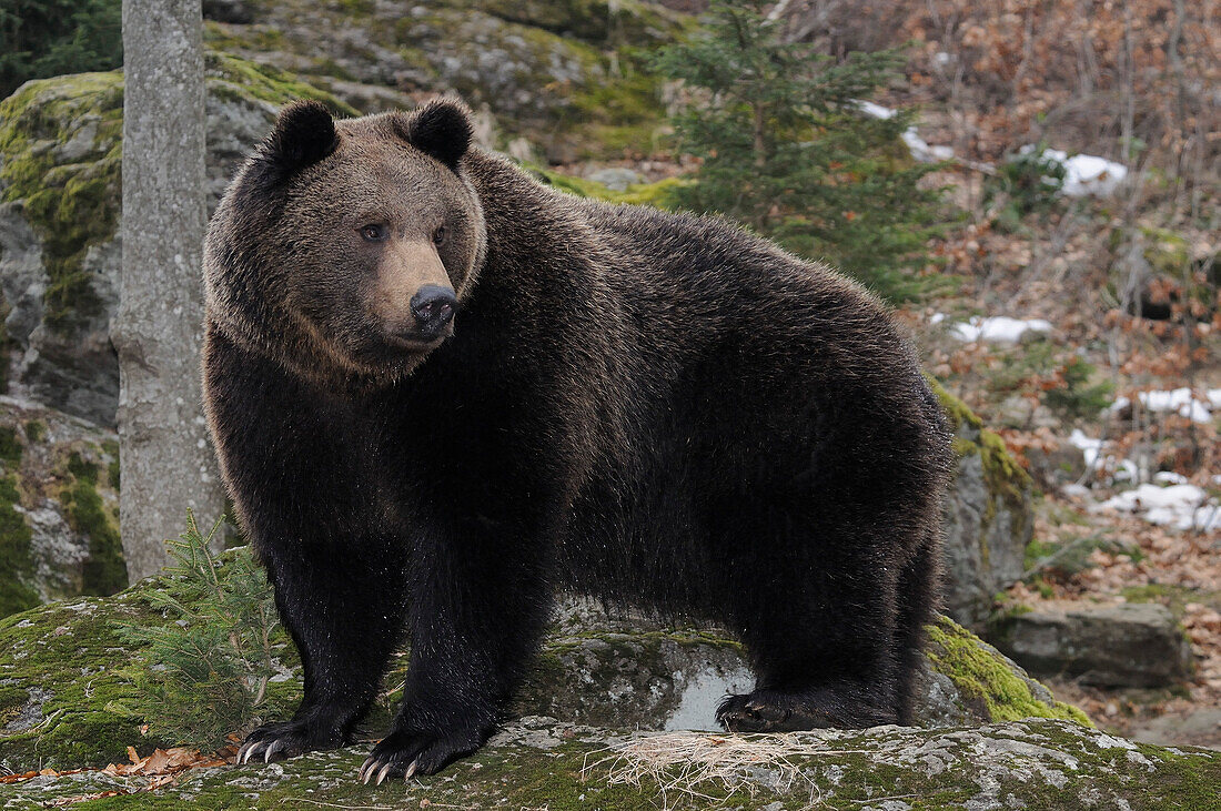 Germany, Bavarian forest national park, brown bear (Ursus arctos arctos)