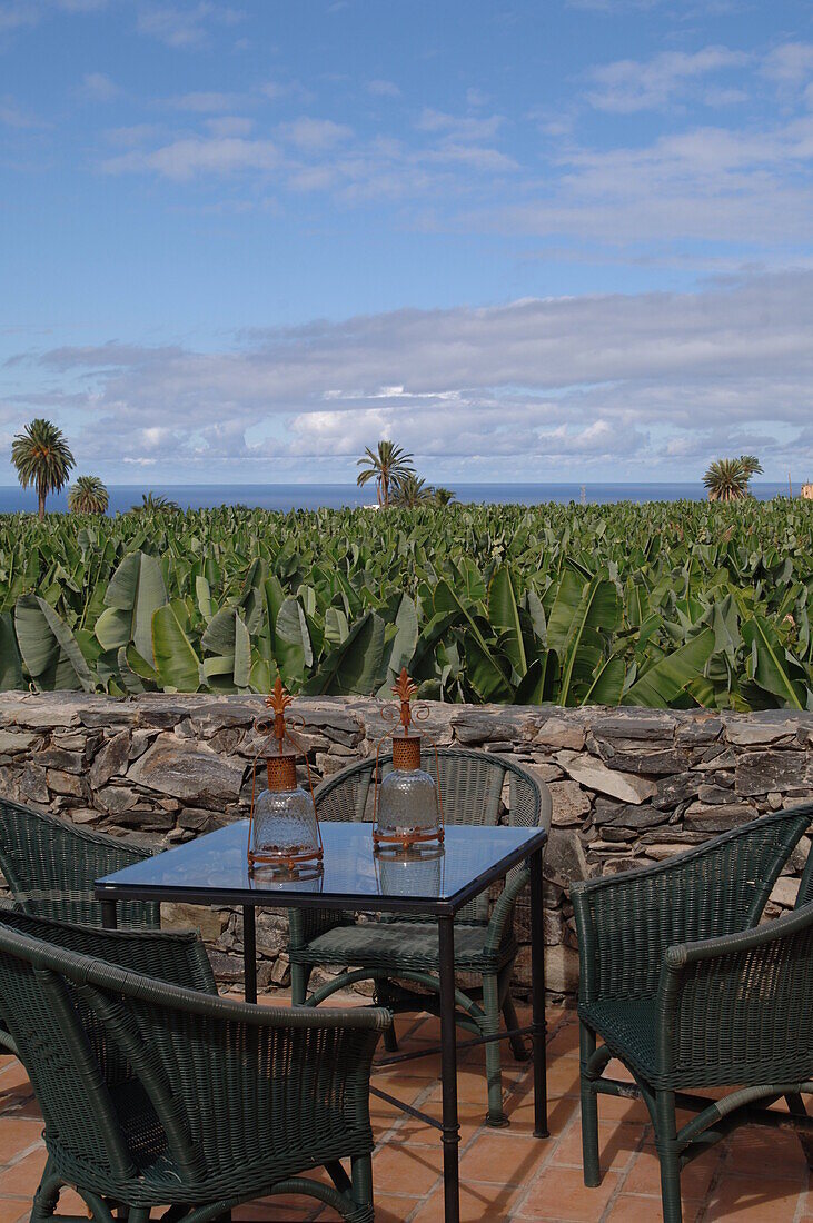 Terrace on banana trees fields in the Canary Islands