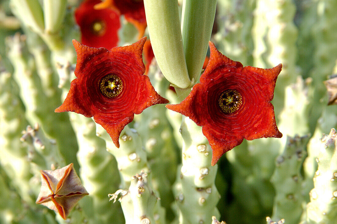 Yemen, Caralluma socotrana, close-up