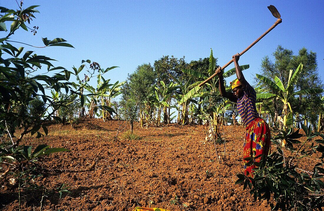 Burundi, Peasant woman farming in Burundi