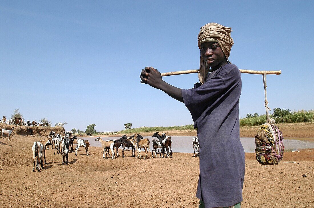 Mauritanie, Guidimakha, Boully, Shepherd taking his cattle to a river
