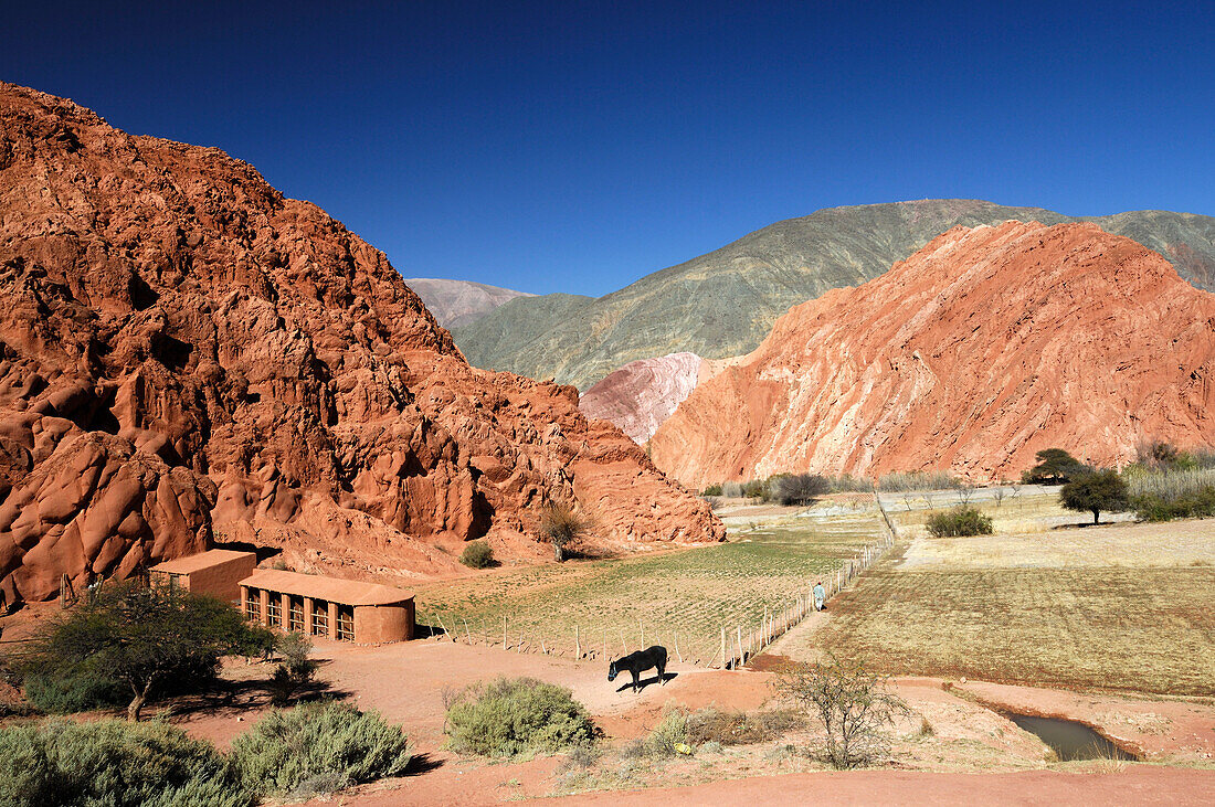 Argentina, Jujuy district, fields and hills near Pumamarca, horse in the foreground