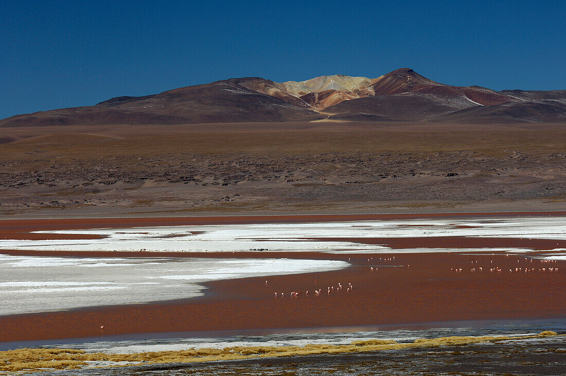Chile, Laguna Colorada, salt, flamingos, mountains in the back