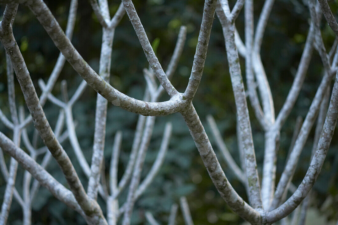 Bare Branches, Close-Up, Belize