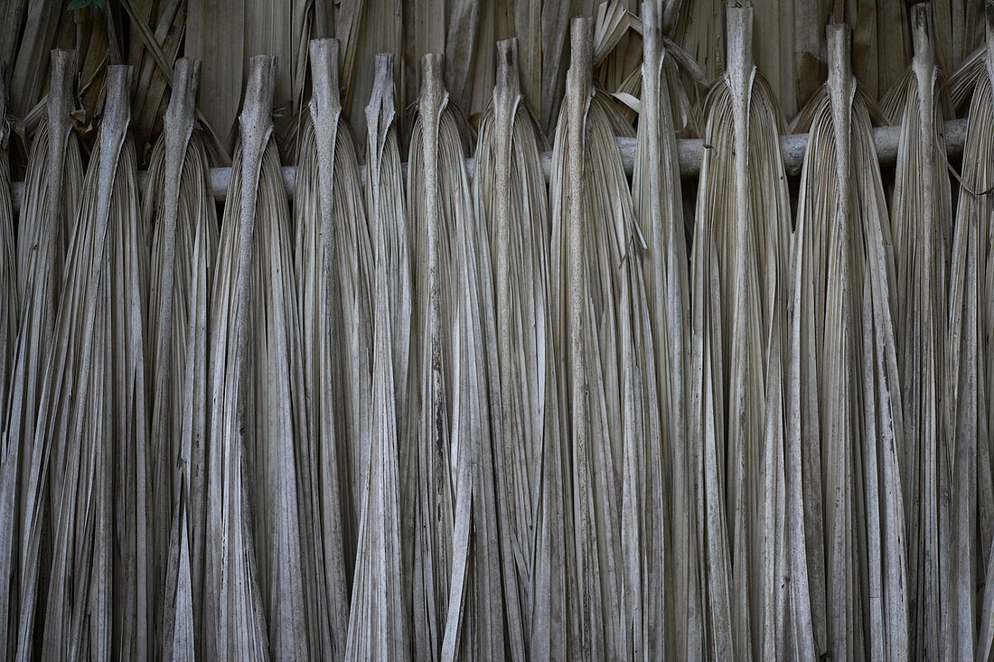 Row of Hanging Dried Leaves, Belize