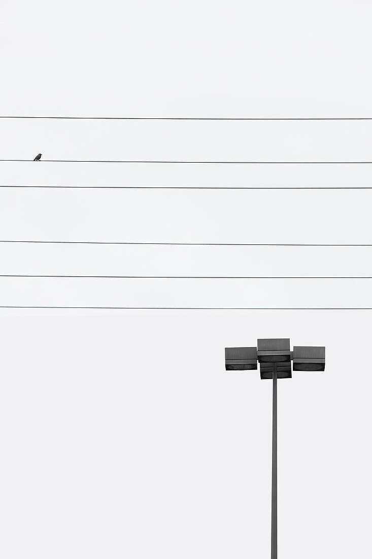 Bird on a Wire With Streetlight