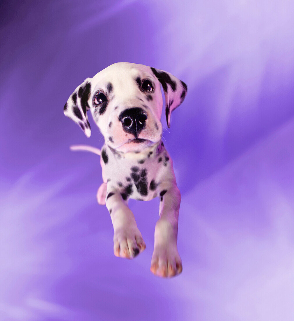 Dalmation With Purple Background