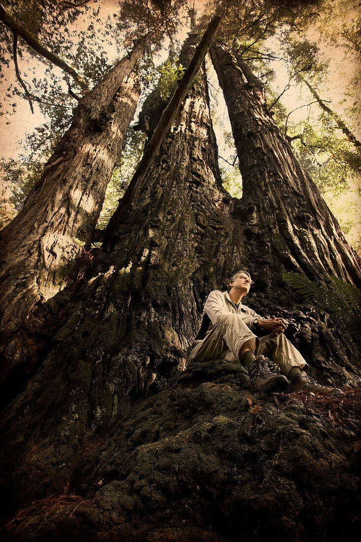 Man Sitting at Base of Tall Tree, Redwood National Park, California, USA