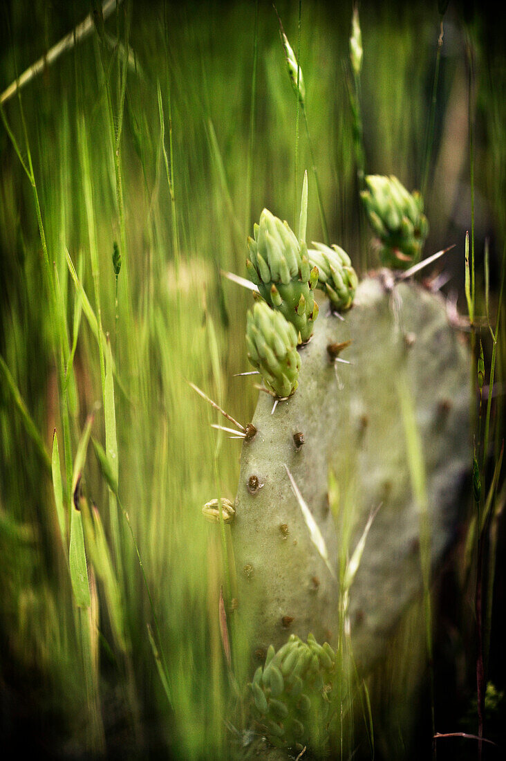 Cactus Blossom, Wildcat Glades Conservation and Audubon Center, Joplin, Missouri, USA