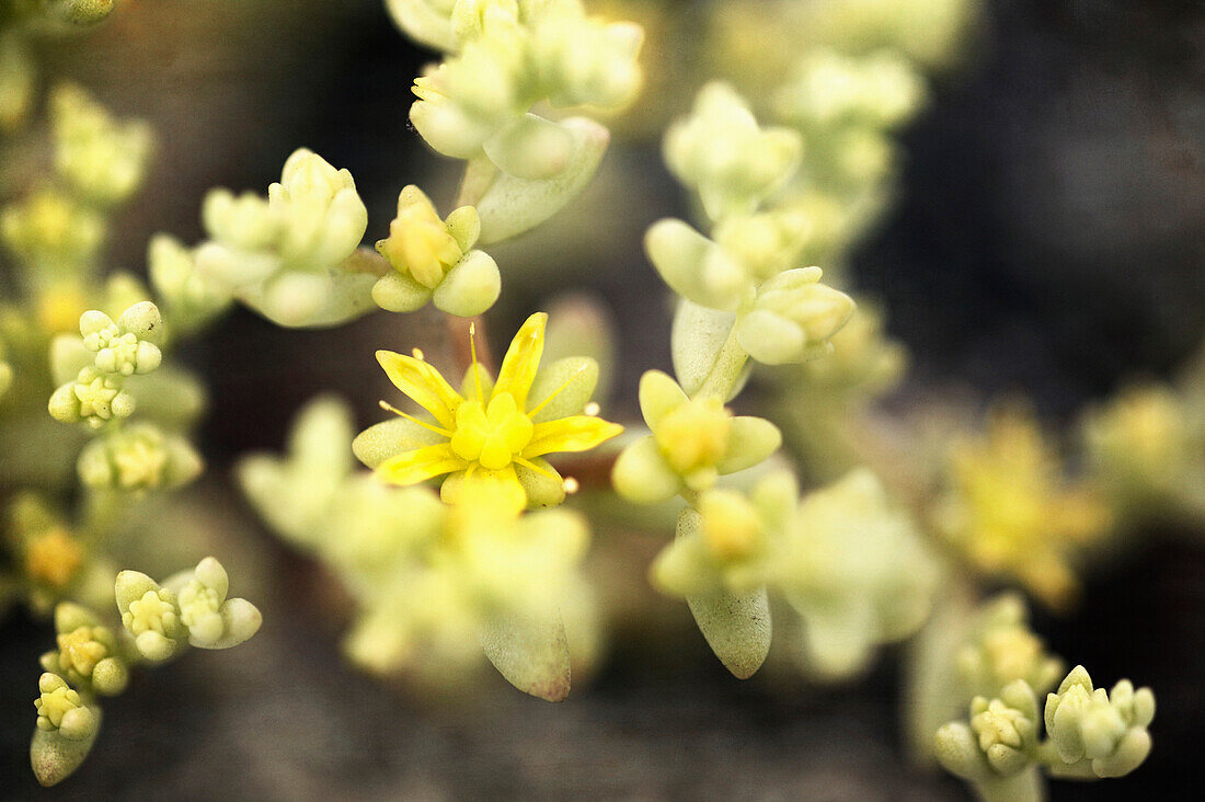 Wild Nuttall’s Sedum blossoms, Wildcat Glades Conservation and Audubon Center, Joplin, Missouri, USA