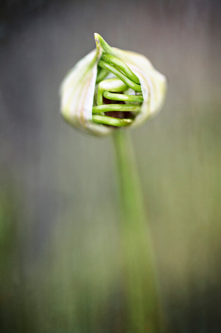 Wild White Onion Blossom, Wildcat Glades Conservation and Audubon Center, Joplin, Missouri, USA