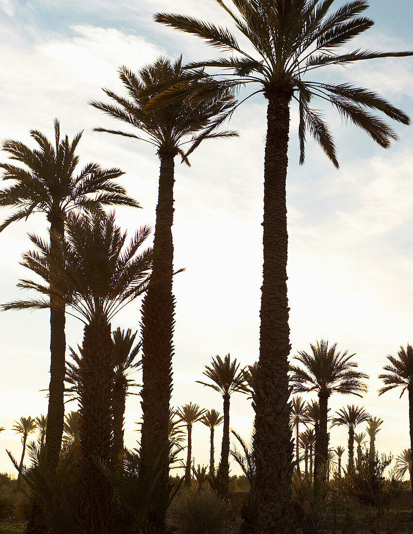 Palm Trees, Silhouette, Morocco