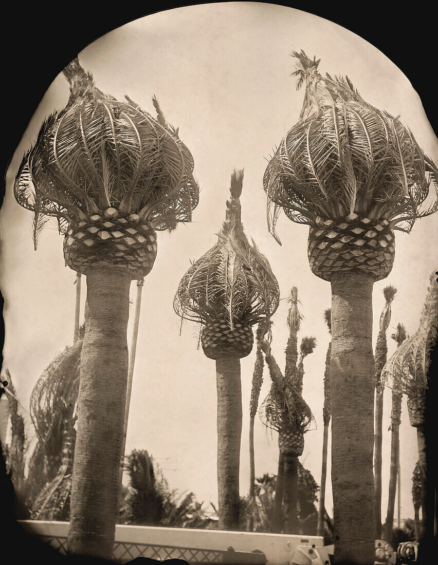 Palm Trees Prepared For Transport, Ambrotype