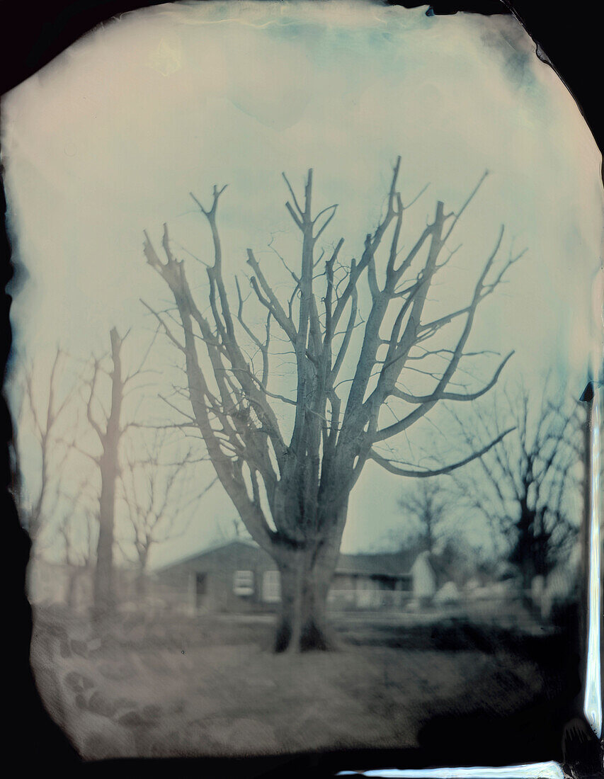 Bare Trees in Front of House, Ambrotype