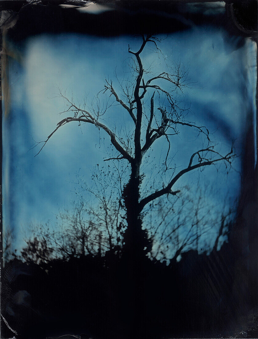 Lone Bare Tree, Ambrotype