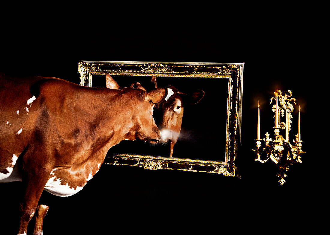 Cow Staring in Mirror