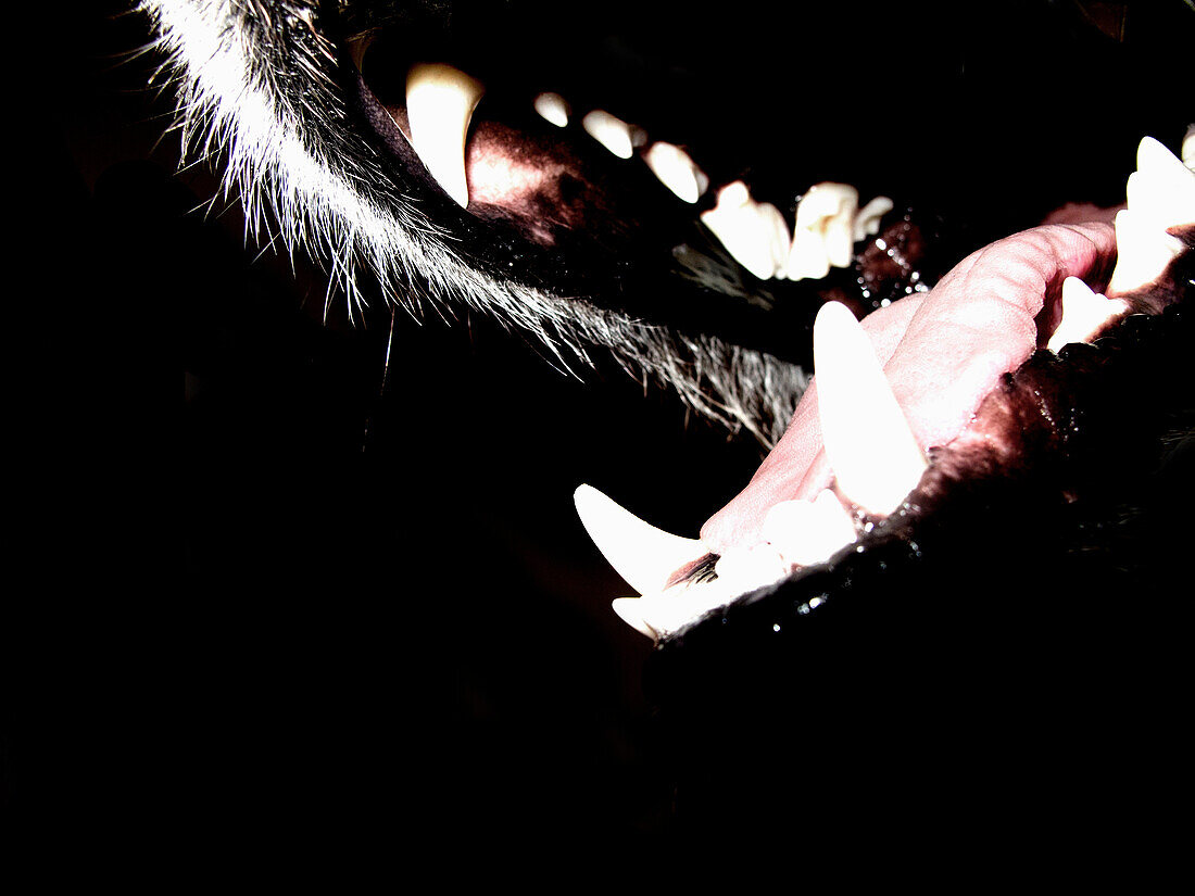Scary Dog, Close-Up