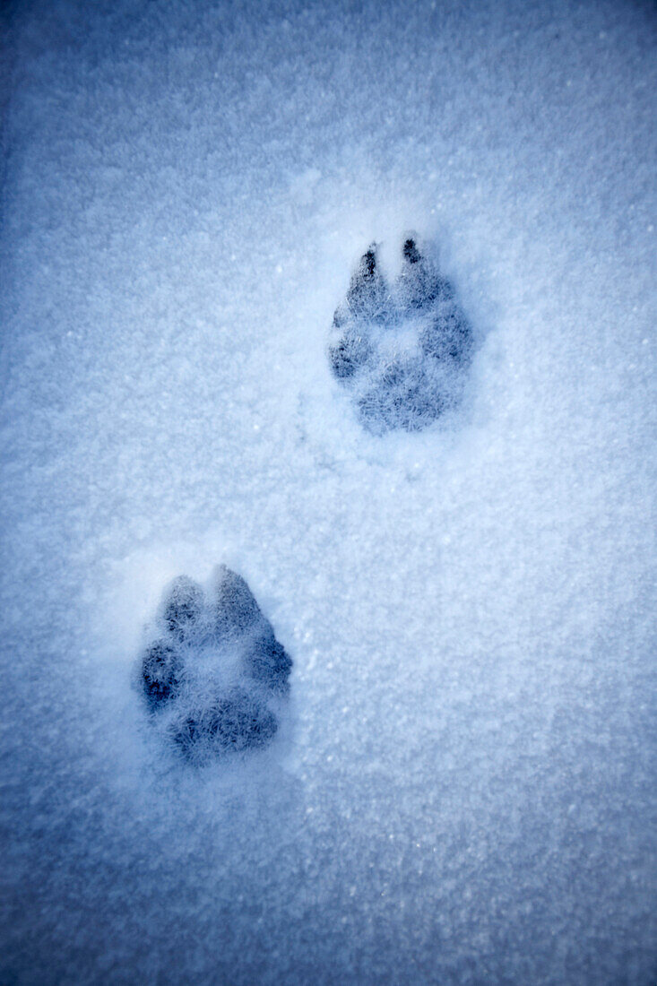 Paw Prints in Snow