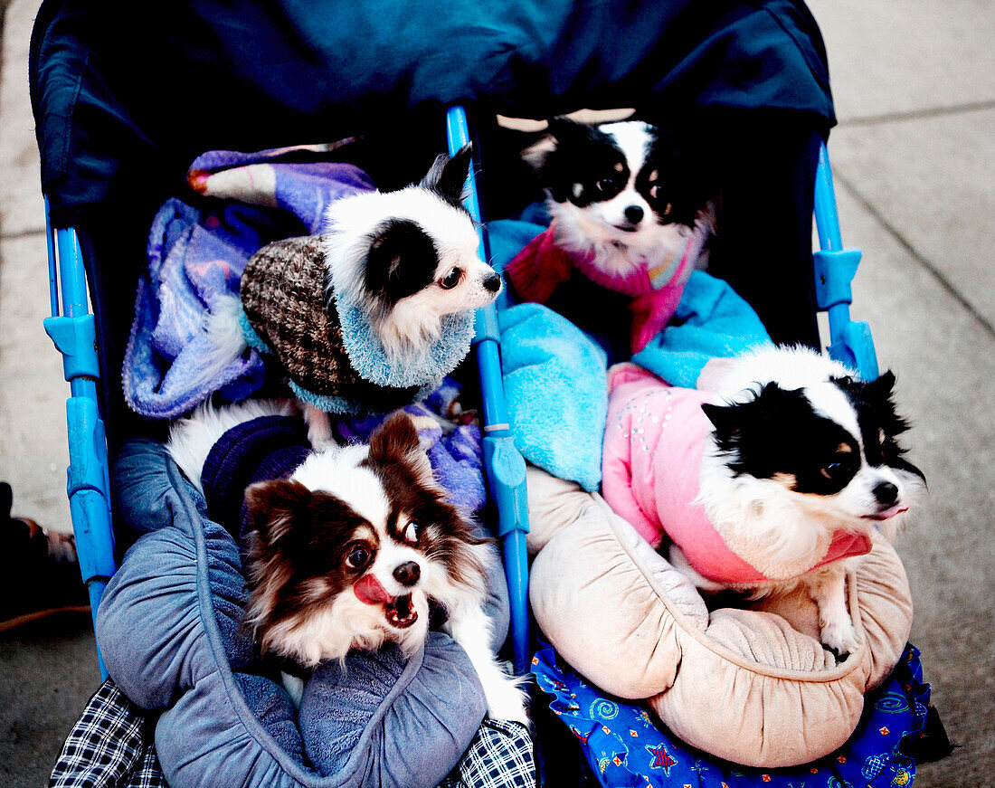 Four Small Dogs in Baby Strollers, Chicago, Illinois, USA
