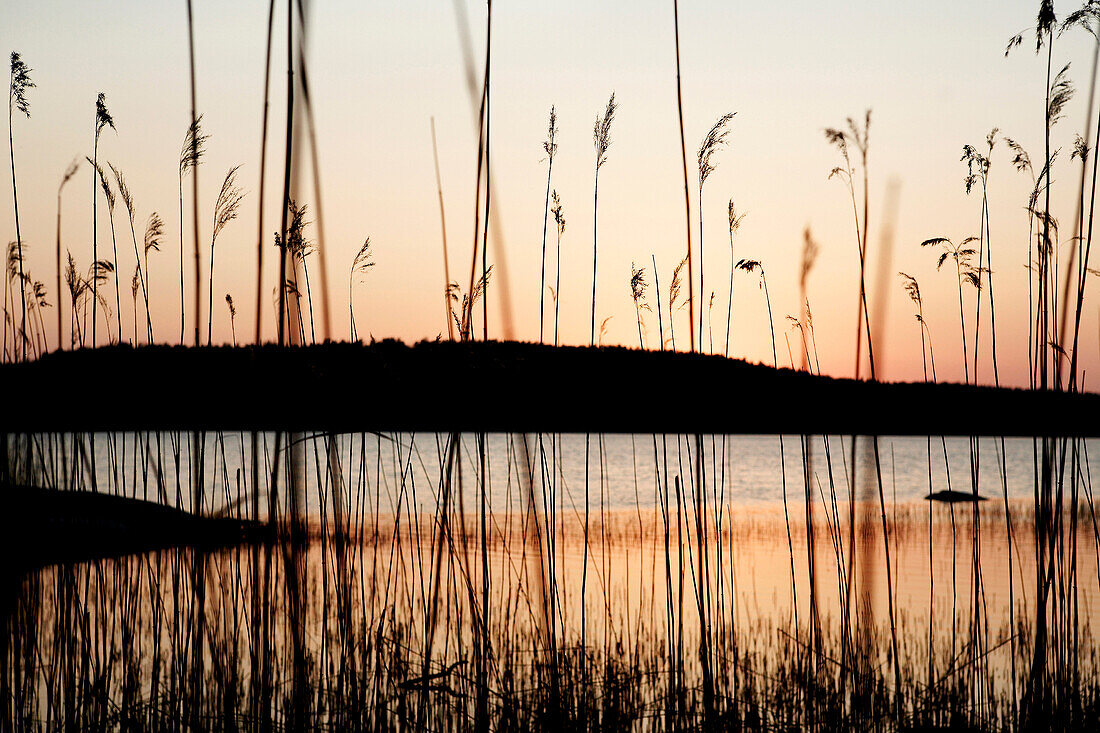 Reeds and Lake at Sunset, Silhouette, Stockholm, Sweden