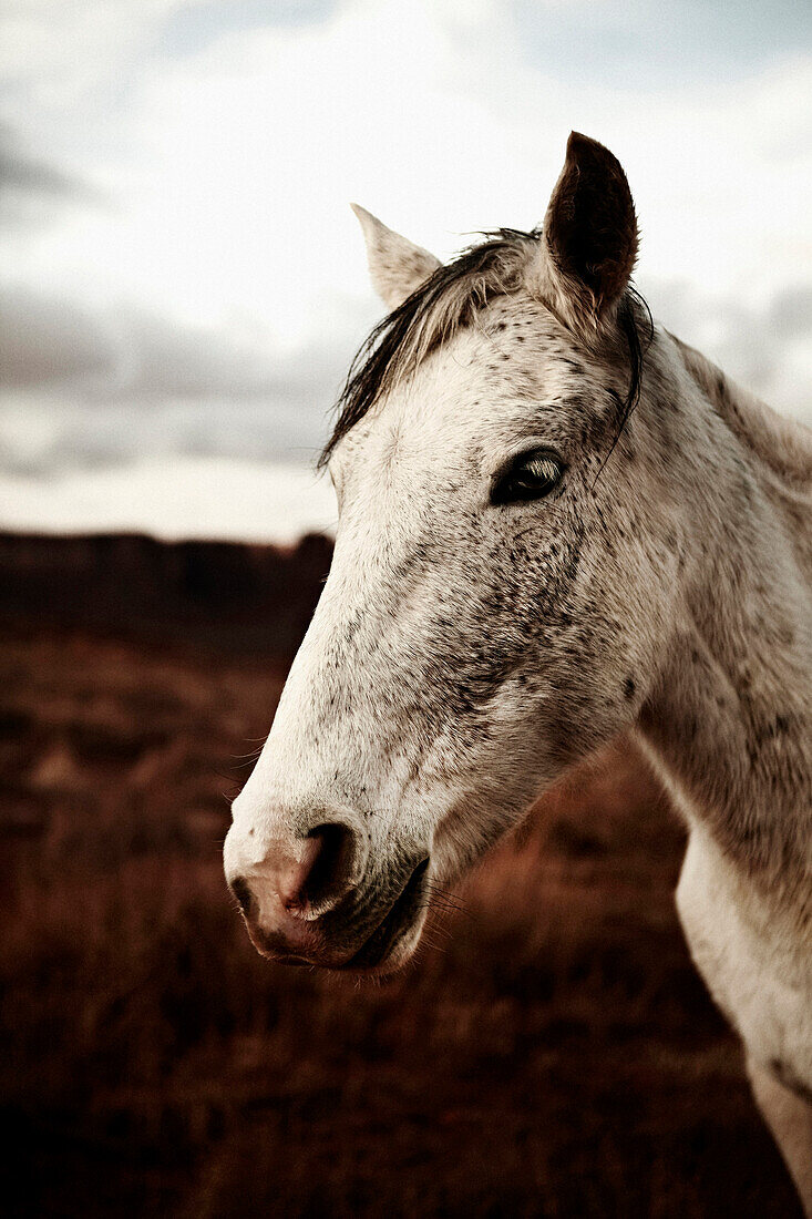 Wild Horse, Close Up, Monument Valley, Utah, USA