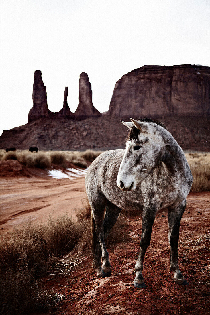 Wild Horse, Close Up, Monument Valley, Utah, USA