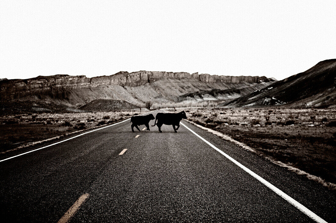 Two Cows Crossing Desert Road, Utah, USA