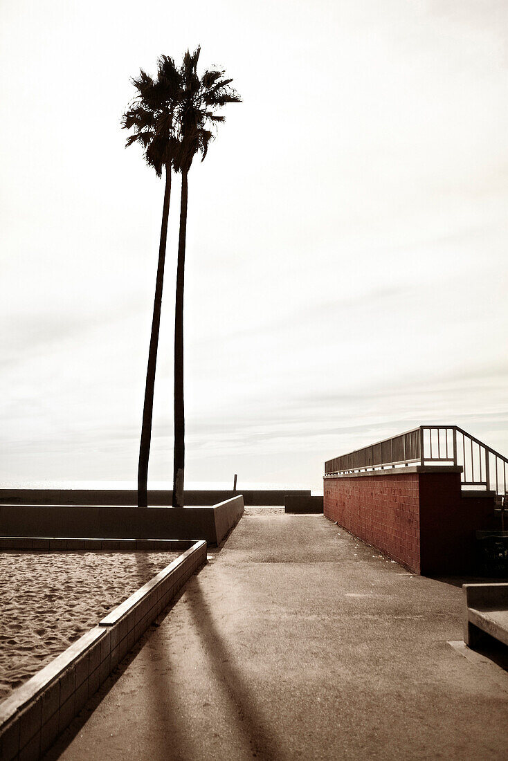 Palm Tree and Walkway on Beach, Venice Beach, California, USA