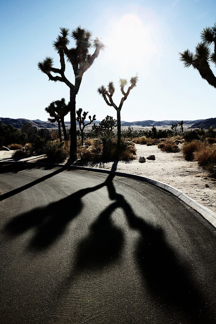 Joshua Tree Shadows on Curved Road, Joshua Tree National Park, California, USA