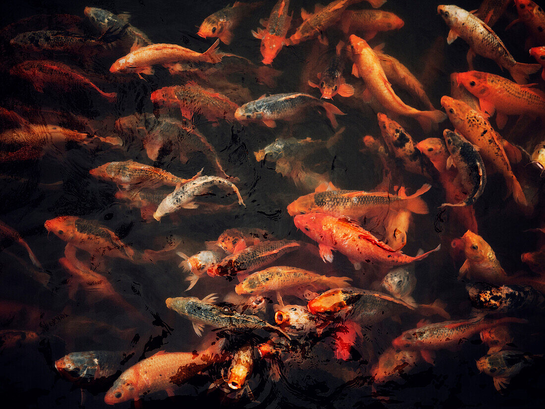 School of Koi Fish