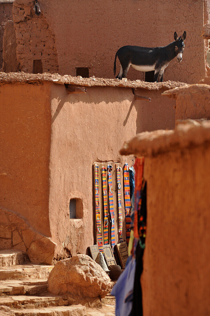 Esel auf flachem Lehmdach eines Geschäftes in der Kasbah in Ait Benhaddou südlich vom Hohen Atlas, Marokko, Afrika