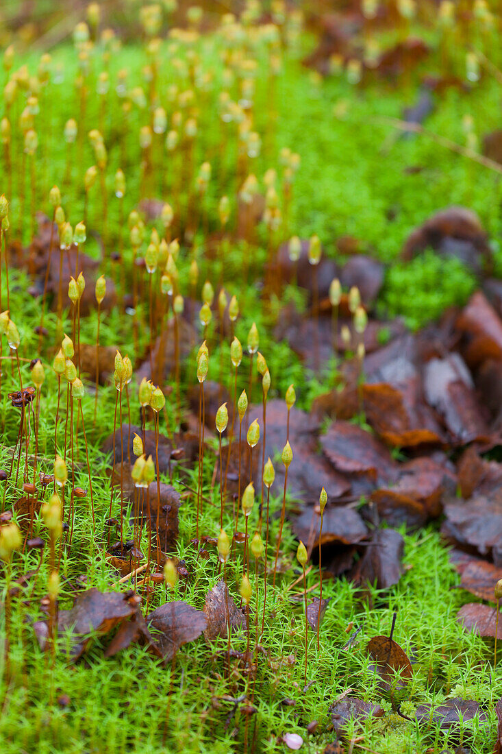 Close up of moss and leaves, Norway