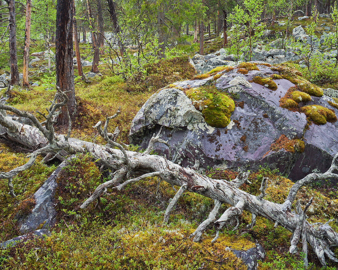 Altes Baum in Nationalpark Stora Sjöfallet, Lappland, Schweden