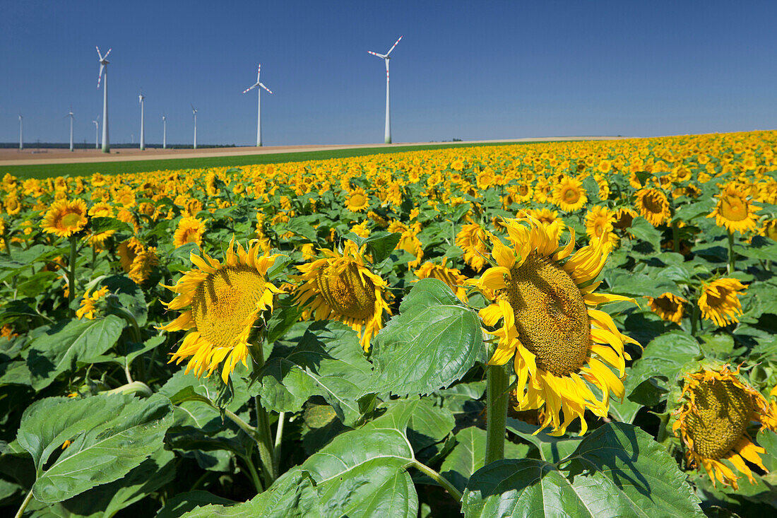 Windräder in einem Feld, Im Vordergrund einen Sonnenblumenfeld, Windenergie, Niederösterreich, Österreich