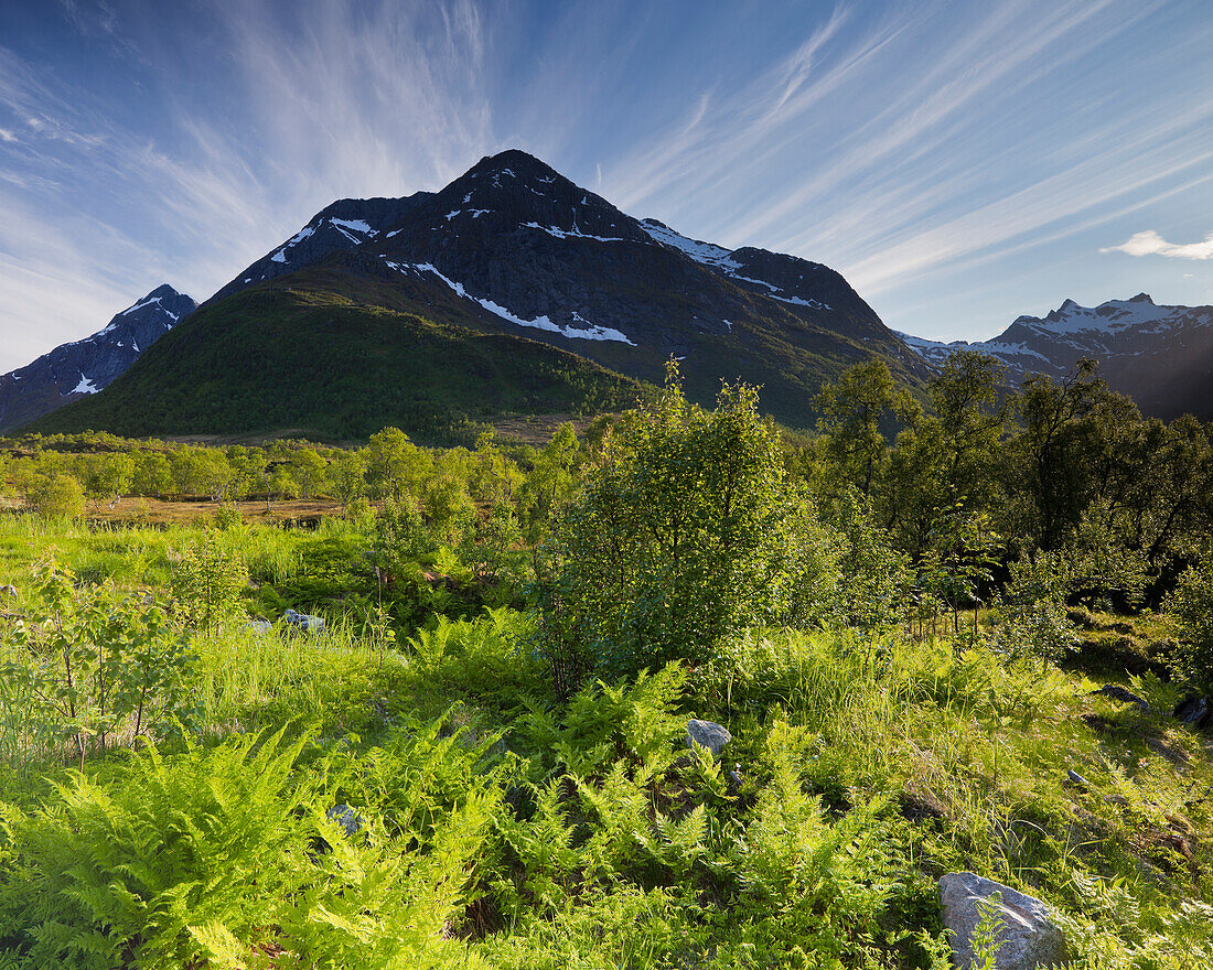 Farn bei Botntindan, Hinnoya, Nordland, Norwegen