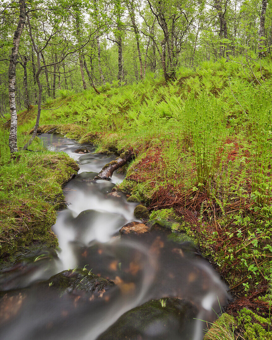 Bach fließt durch einen Birkenwald, Wald, Nordland, Norwegen