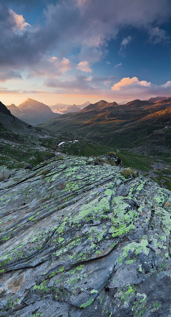 Fungus growing on rocks, Vallula, Silvretta, Bieltal, Tyrol, Austria