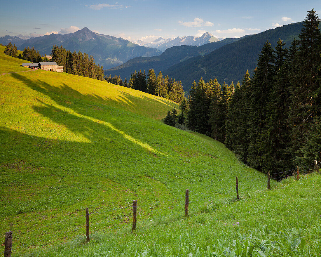 Almwiese mit Blick auf die Zillertaler Alpen, Höhenstrasse, Tirol, Österreich