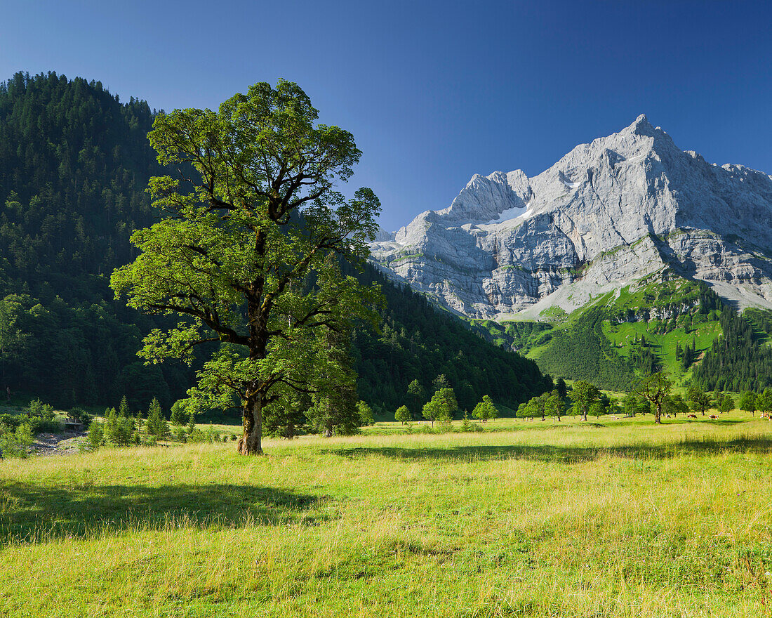Bergahorn inmitten einer Wiese im Ahornboden, Großer Ahornboden mit Spritzkarspitze im Hintergrund, Karwendel, Tirol, Österreich