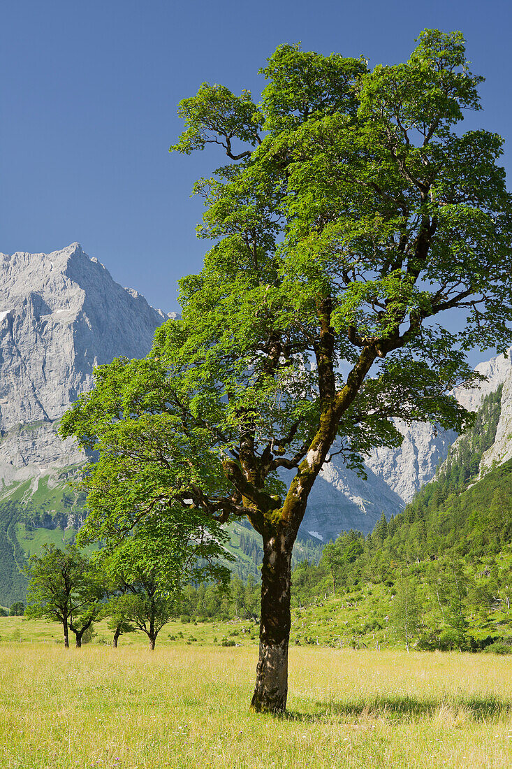 Great maples in the middle of a field in the Ahornboden, Grosser Ahornboden, Spritzkarspitze mountain in the background, Karwendel mountain range, Tyrol, Austria