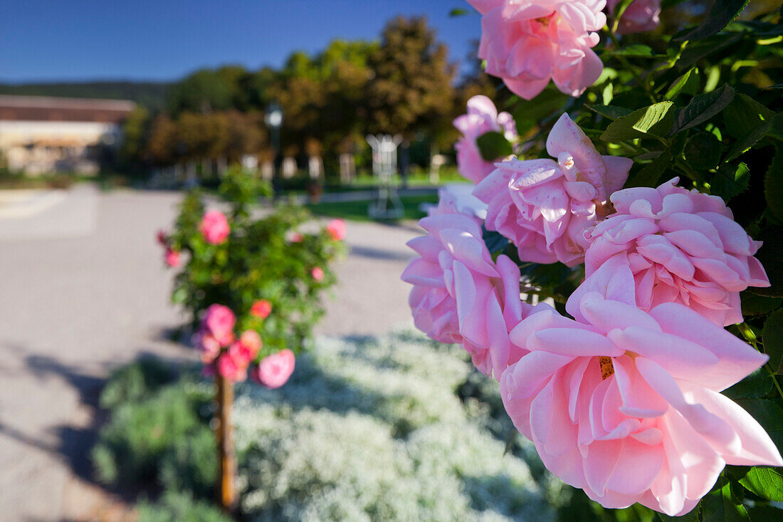 Rosen im Dobelhoffpark, Baden, Niederösterreich, Österreich, Europa