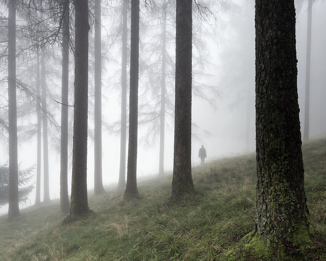 Eine Person im nebligen Fichtenwald, Salzburg, Salzkammergut, Österreich, Europa