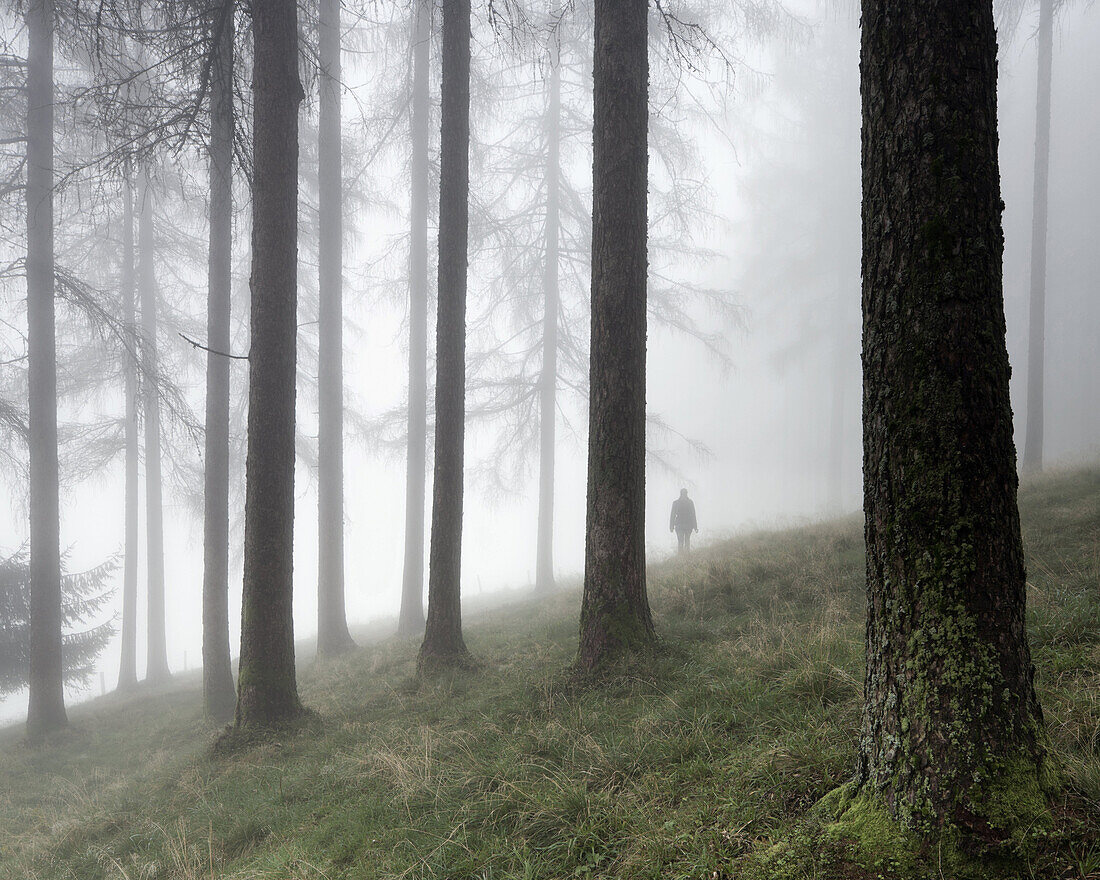 Person at foggy spruce forest, Salzburg, Salzkammergut, Austria, Europe